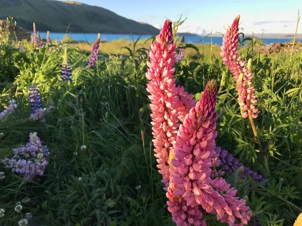 新西兰Tekapo湖美丽的粉色 淡紫色的红松花和湖山背景 日落时分绿草模糊了背景南岛最佳旅游胜地豆 — 图库照片