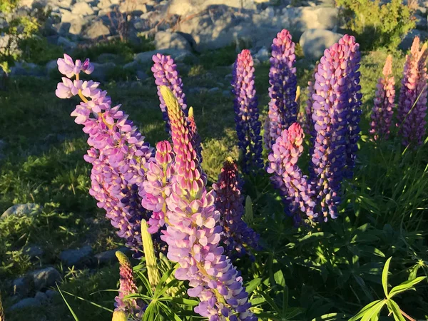 Mooie Roze Paarse Witte Gele Lupinen Bloem Meer Berg Achtergrond — Stockfoto