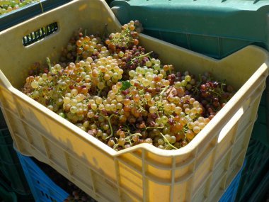 vermentino beyaz üzüm