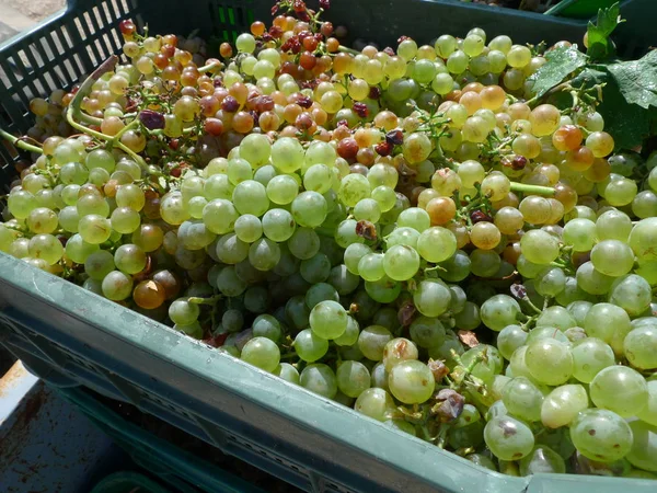 vermentino beyaz üzüm