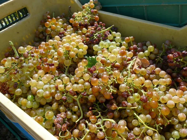 vermentino beyaz üzüm