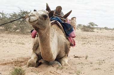 Batı sahara ülkesindeki deve