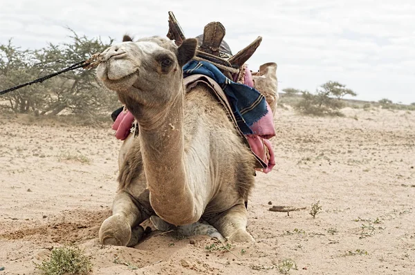 Velbloud v západní sahara — Stock fotografie