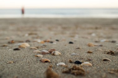 kumlu sahilde kabukları 