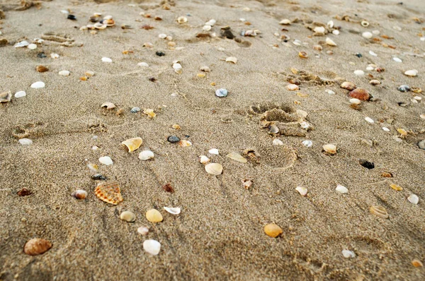 Coquilles sur la plage de sable — Photo