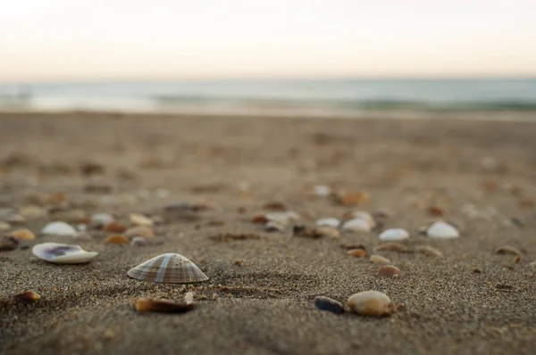 Schelpen op zandstrand — Stockfoto