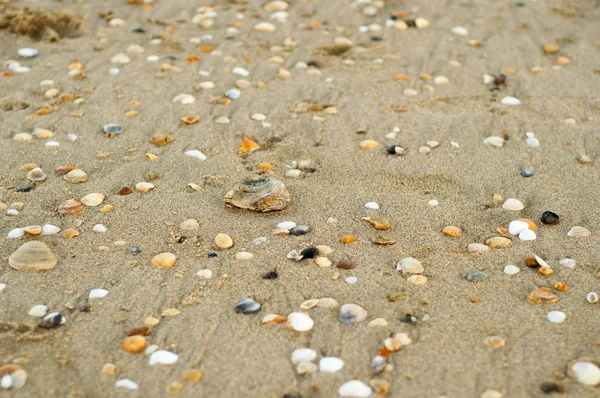 kumlu sahilde kabukları 