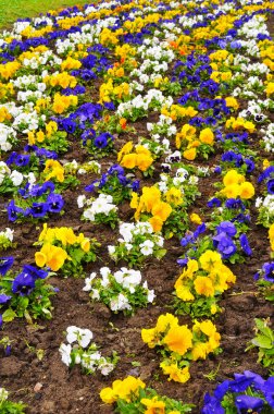 güzel çiçek serisi