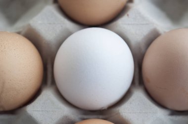 Taze çiftlik EEG'ler yakın çekim