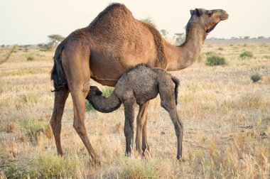 Batı Sahara Çölü 'nde bir devedir.