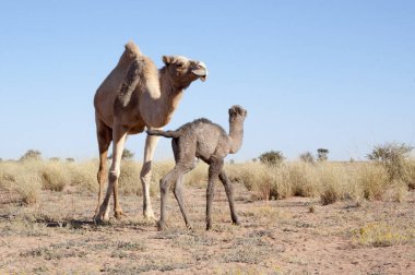 Anne ve bebek deve Sahara 'da