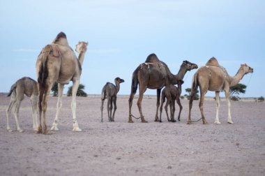 anne ve baybe deve sahrada otlatma
