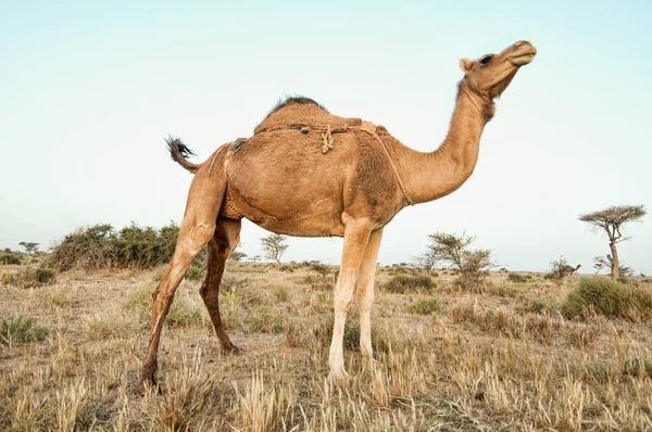 Dromedario Camello Desierto Del Sahara Occidental —  Fotos de Stock