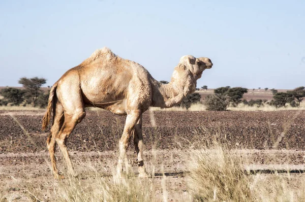 Witte Kameel Het Westen Van Sahara — Stockfoto