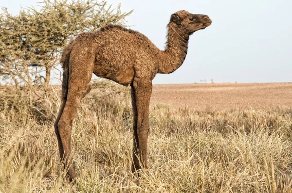 Dromedar Kamel Västra Saharaöknen — Stockfoto