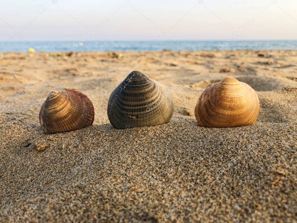 shells on the beach, huelva, spain