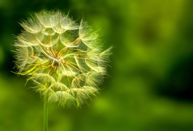 yeşil zemin üzerine büyük karahindiba