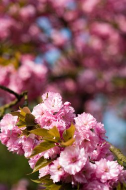 Pembe bahar çiçeği çiçek bokuh 