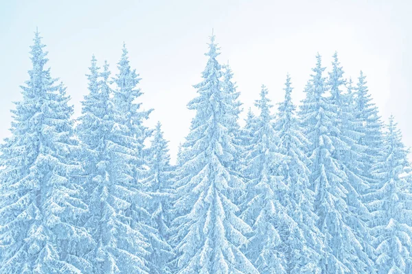 Winter mountains landscape. Toned background of snow covered christmas trees — Stock Photo, Image