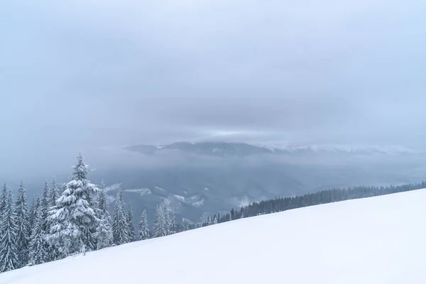 카르파티아 언덕 과 크리스마스 트리 눈덮인 겨울 산악 지대 — 스톡 사진