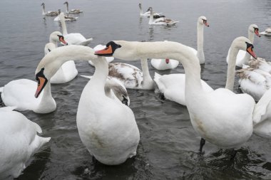 Kuğu sürüsü. Göl kenarında kışı geçiren bir sürü kuğu kuşu var.
