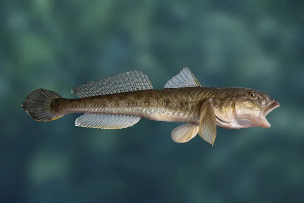 Du poisson de Gobie. Taureau brun de la mer de Chine isolé sur fond d'eau trouble — Photo