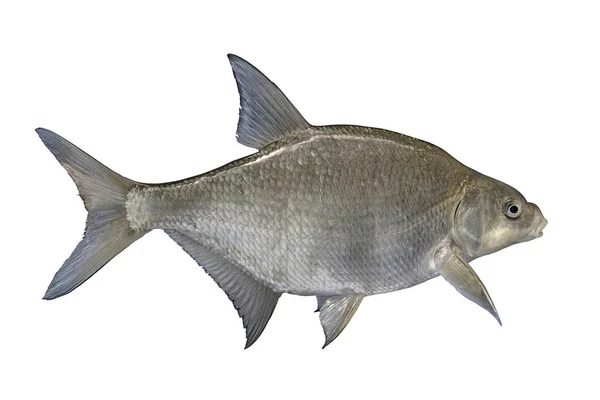 Sladkovodní pražené ryby izolované na bílém pozadí — Stock fotografie