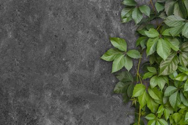 Bakire (Kızlık) üzümlerinden canlı çalılar. Taş kiremitlere dayanan yeşil bitkiler. Partenocissus inserta