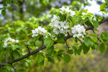 İlkbahar. Beyaz armut çiçekleri. Doğada bahar çiçekleri bulanık arkaplan.