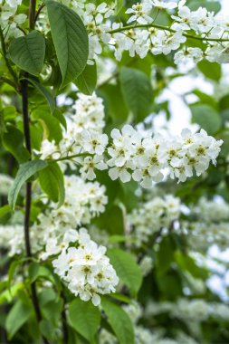 İlkbahar. Beyaz kuş kiraz çiçekleri. Doğada bahar çiçekleri bulanık arkaplan.