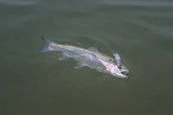 Area trout fishing. Caught salmon fish in water — ストック写真