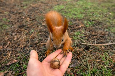 Sincap yemi. Komik kızıl hayvan parkta fındık yiyor..