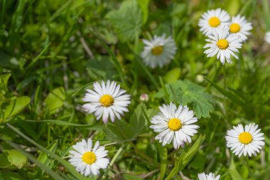 Papatya çiçekleri. Papatya çiçeği çayırı.