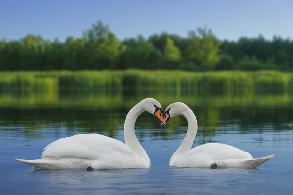 Paesaggio semplice del lago con riflesso sulla riva — Foto Stock