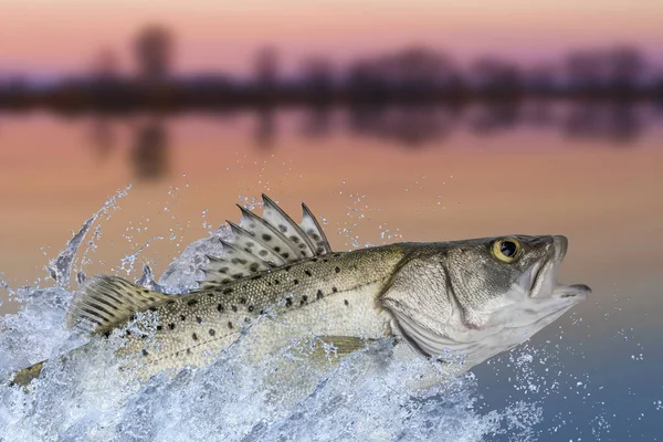 Sea bass fishing. Seabass fish jumping with splashing in water o — Stock Photo, Image