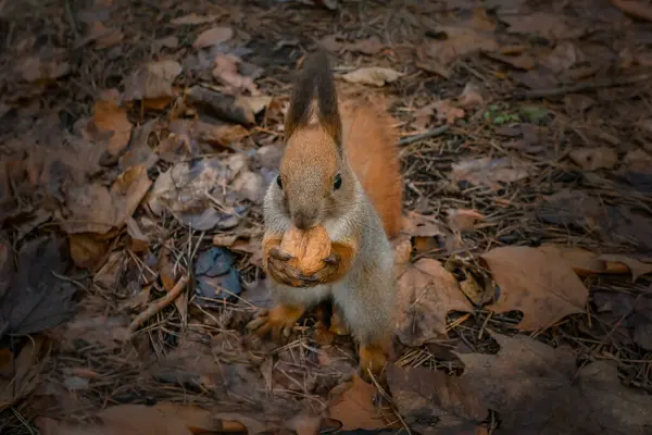 Alimentação Esquilo Animal Gengibre Fofo Come Nozes Parque — Fotografia de Stock