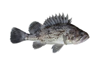 Çin mebaru kaya balıkçılığı. Deniz levreği balığı beyaz arka planda izole edilmiş.