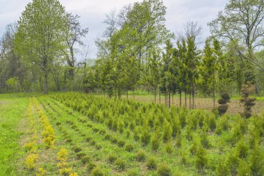 Kozalaklı ağaç fidanlığı. Thuja ağaçları farklı boylarda.