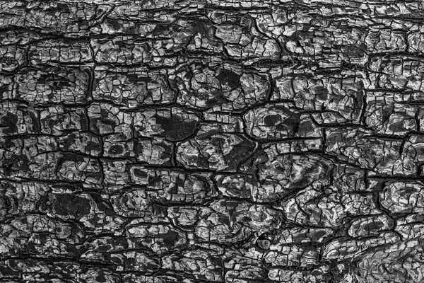 Cendres Texture Suie Arbre Brûlé Fond Charbon Bois Noir — Photo