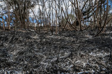 Yanmış çimen bahar ateşi. Kundakçılık üstüne kundakçılık. Böcek ve hayvanların çevresel zararları