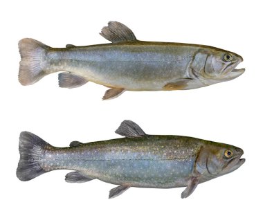 Beyaz arka planda izole edilmiş taze char balığı (Salvelinus konluentus)