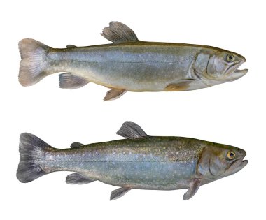 Fresh char fish isolated on white background (Salvelinus confluentus) clipart
