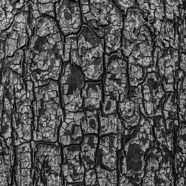 Yanık Ağacın Kül Lekesi Siyah Ahşap Kömür Arka Planı — Stok fotoğraf