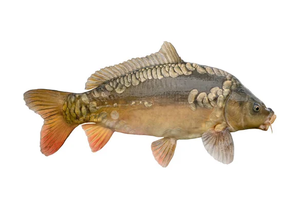 Живая Рыба Карп Белом Фоне — стоковое фото