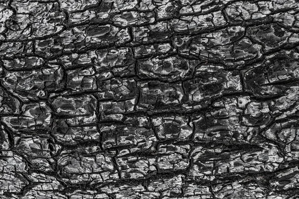Попіл Сажі Текстура Спаленого Дерева Фон Деревного Вугілля — стокове фото