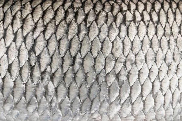 Des Écailles Poissons Argentées Texture Peau Poil Modèle Camouflage Pêche — Photo