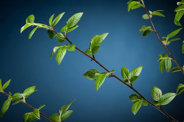 Rameau feuilles vertes sur fond sombre — Photo