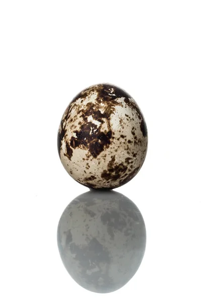 Перепелиное яйцо, стоящее вертикально на белом фоне — стоковое фото