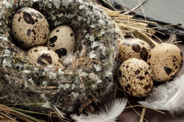 bıldırcın yumurtası eski ahşap arka plan yakın çekim üzerinde bir yuva