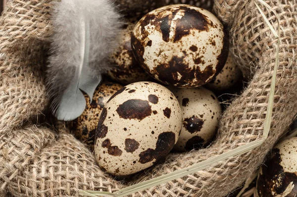 Перепелині яйця в мішковині — стокове фото